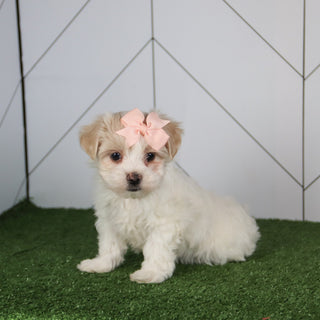 Barb - Available 5/14