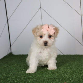 Barb - Available 5/14