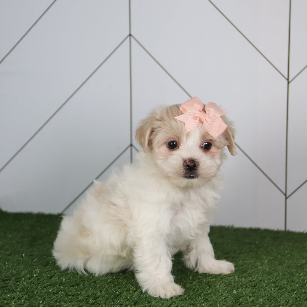 Barb - Available 5/14