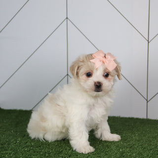 Barb - Available 5/14