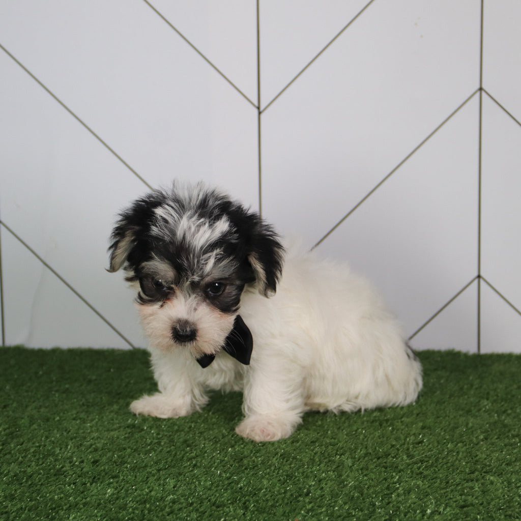 Vinny - Available 5/14