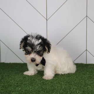 Vinny - Available 5/14