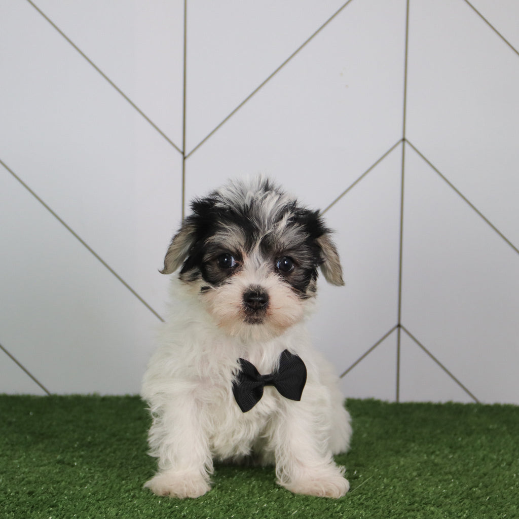 Vinny - Available 5/14