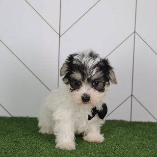 Vinny - Available 5/14