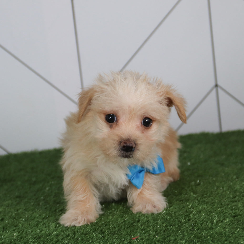 Morgan - Available 5/14