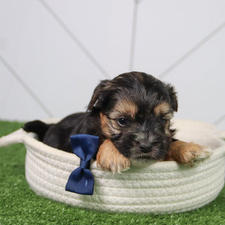 Finn - Available 6/26