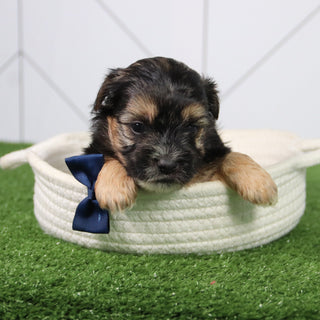 Finn - Available 6/26
