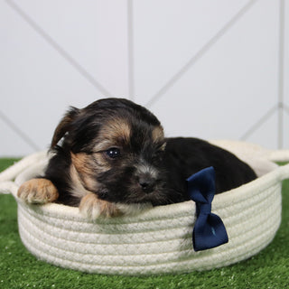 Finn - Available 6/26
