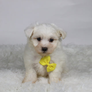 Felix - Available 11/12