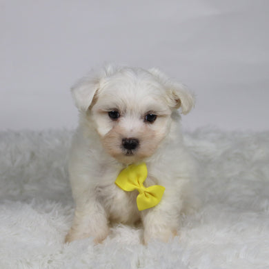 Felix - Available 11/12