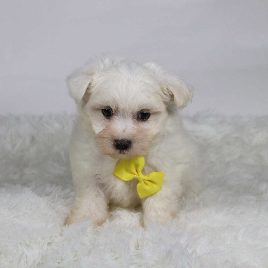 Felix - Available Now