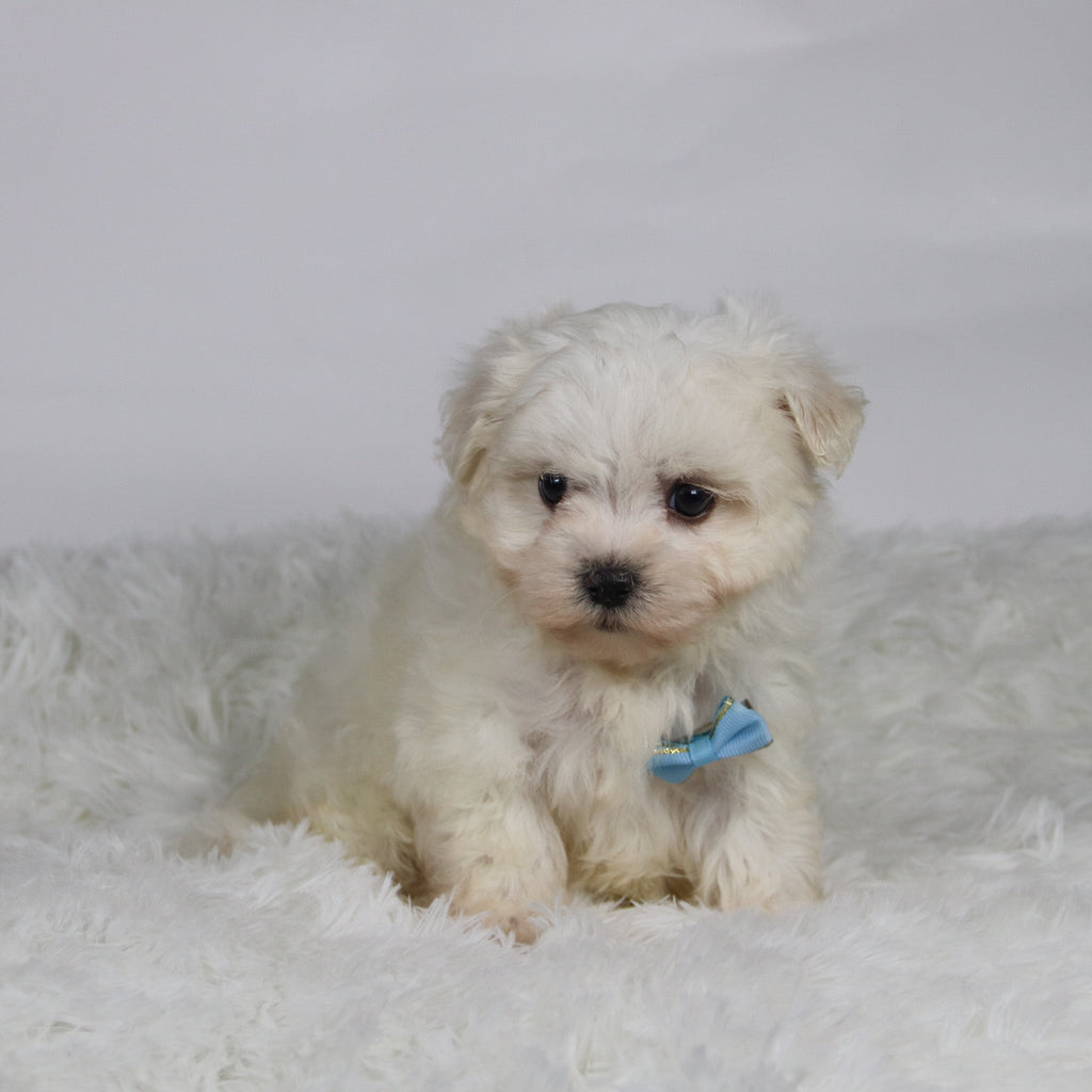 Turbo - Available Now