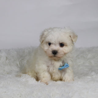 Turbo - Available 11/12