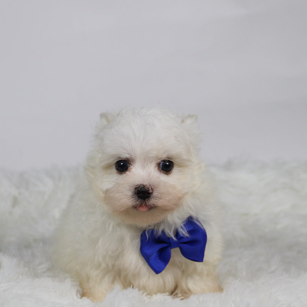 Saige - Available 11/12