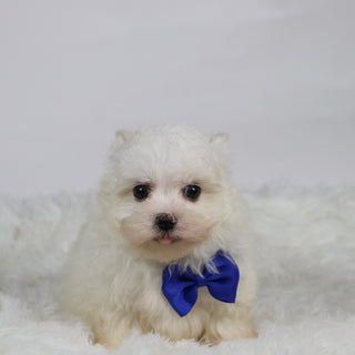 Saige - Available Now