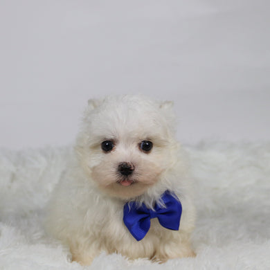 Saige - Available 11/12