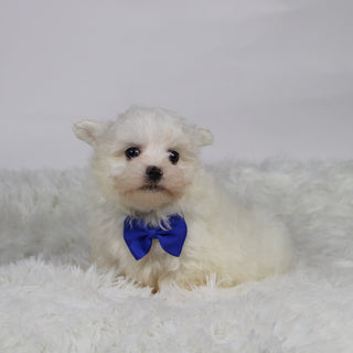 Saige - Available Now