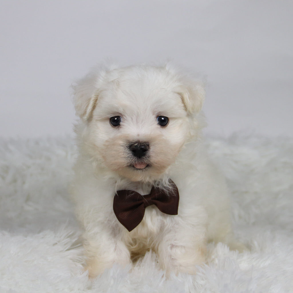 Cole - Available Now