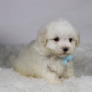 Josh - Available Now