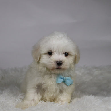 Josh - Available 11/12