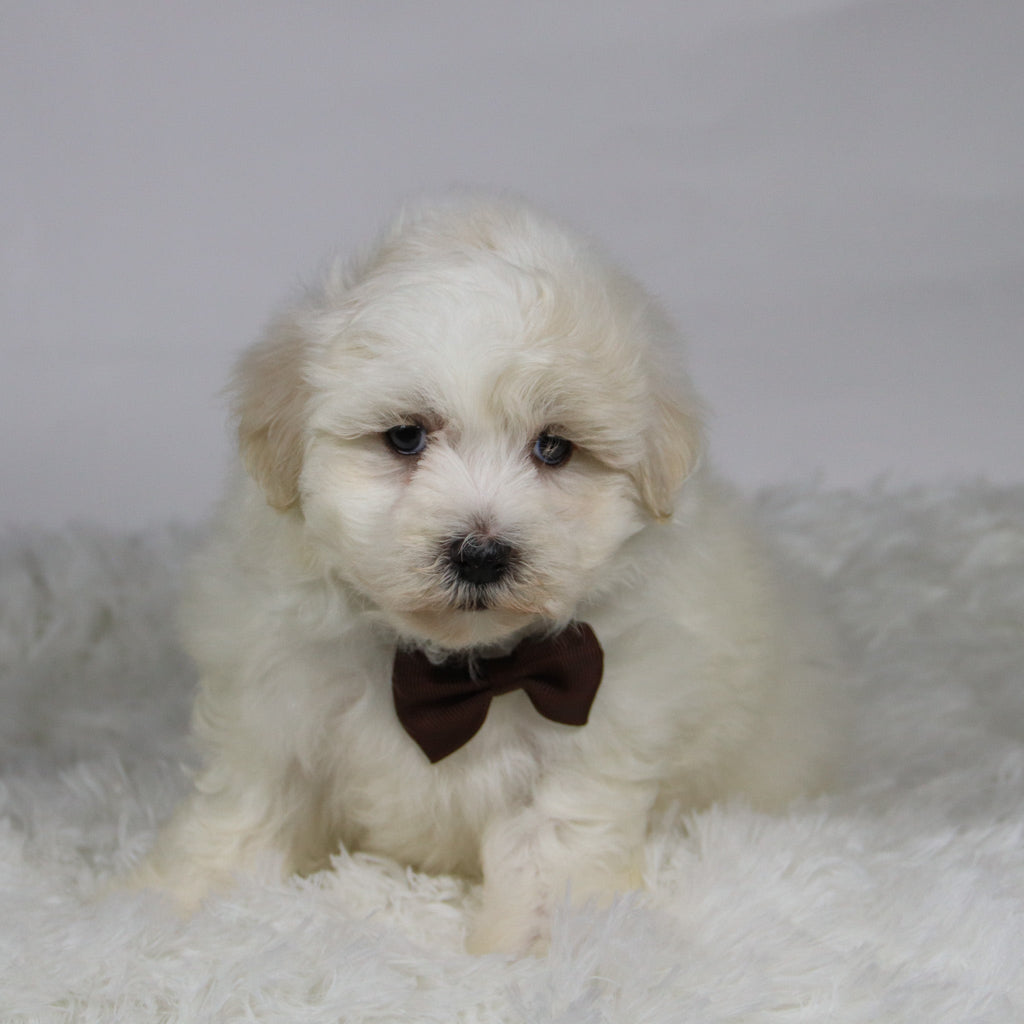 Yam - Available 11/12