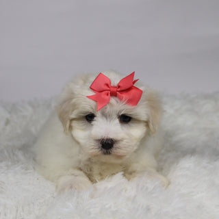 Lana - Available Now