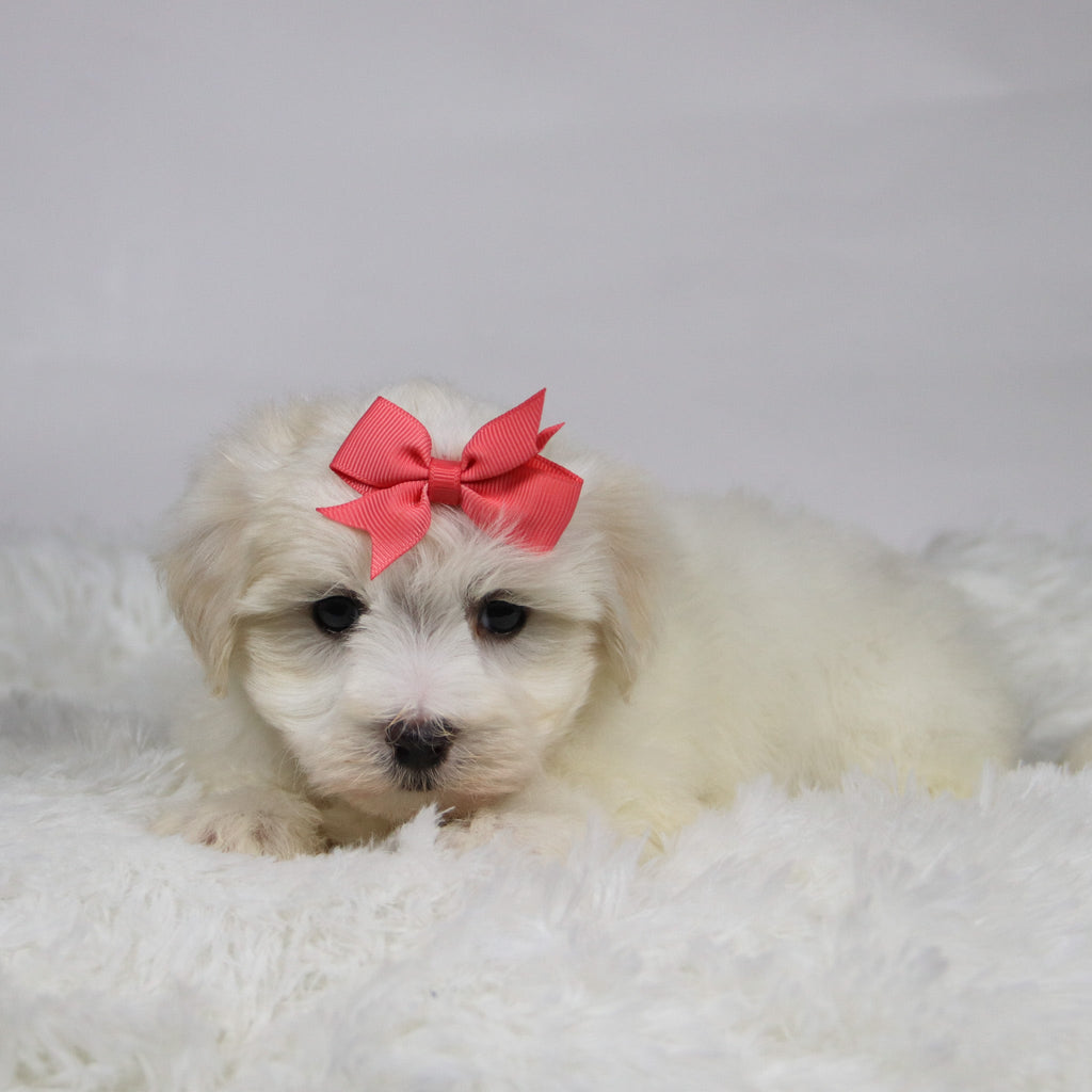 Lana - Available Now