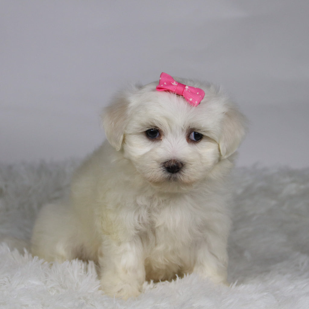 Kari - Available 11/12