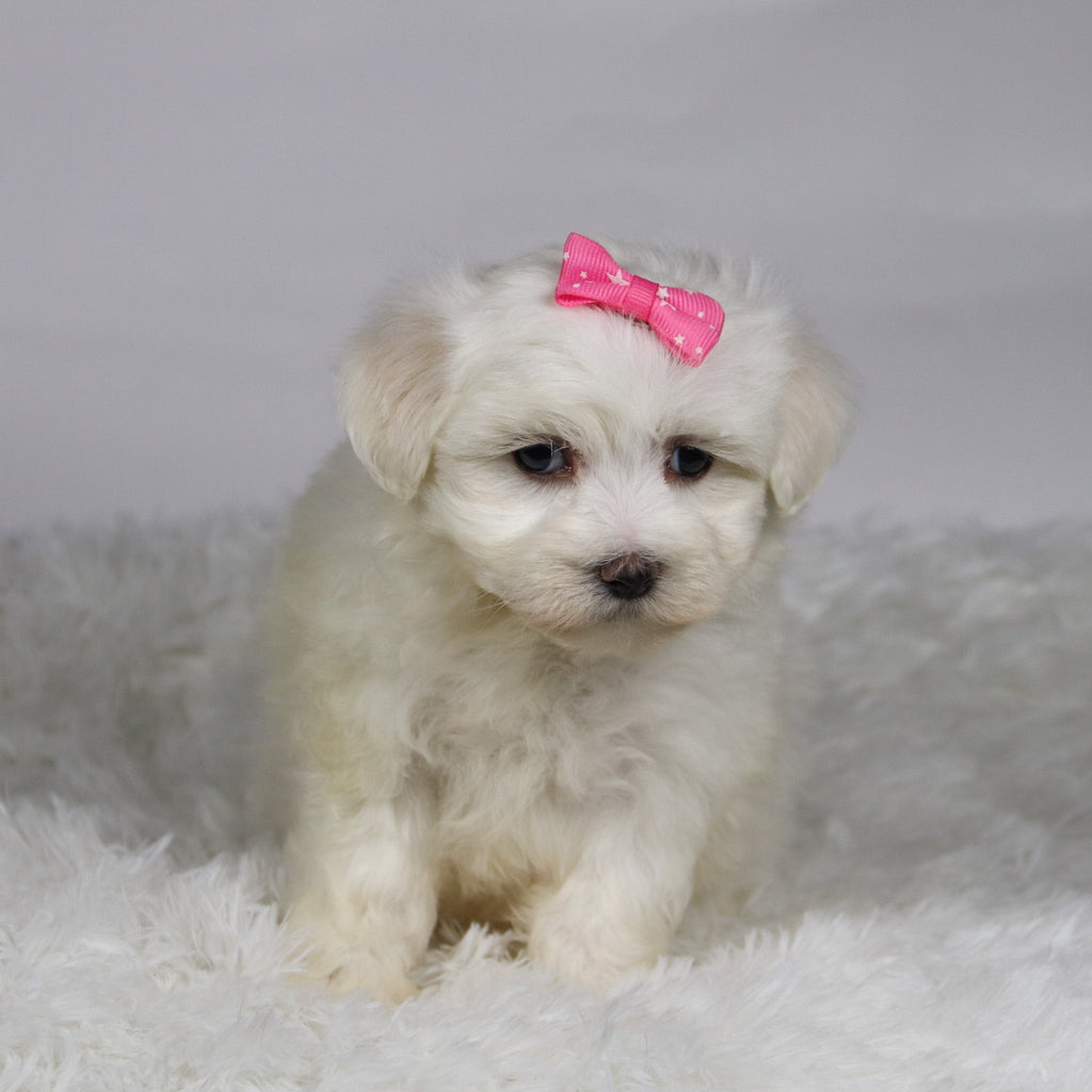 Kari - Available Now