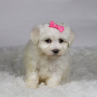 Kari - Available Now