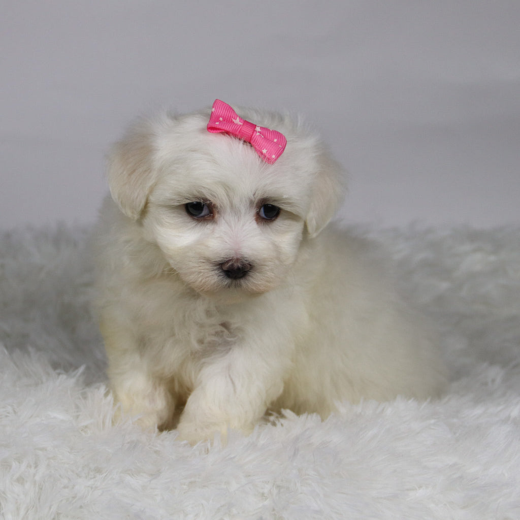 Kari - Available 11/12