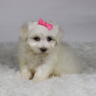 Kari - Available 11/12