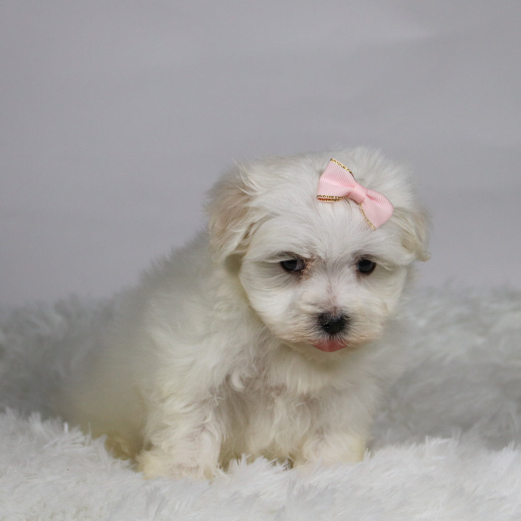 Grape - Available Now