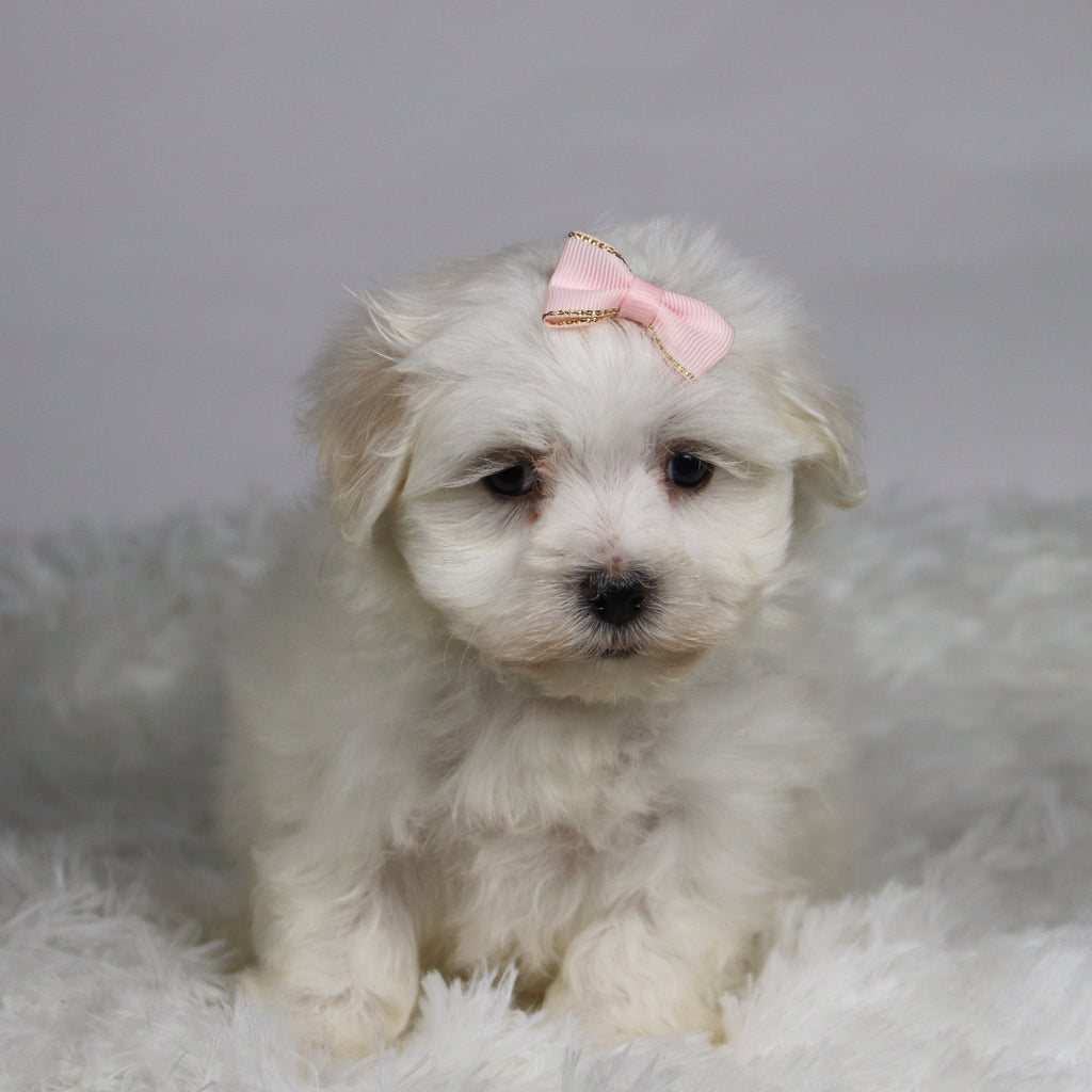 Grape - Available Now