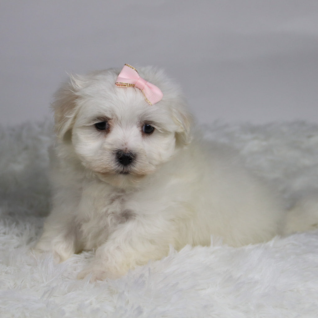 Grape - Available 11/12