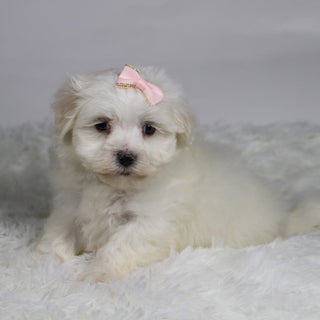 Grape - Available 11/12