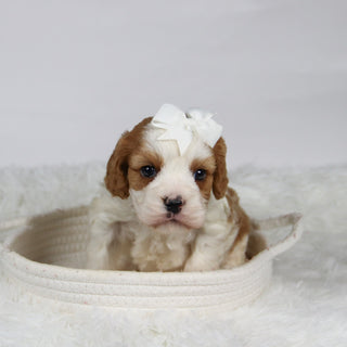 Belinda - Available 12/3