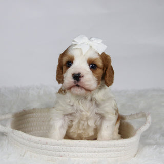 Belinda - Available 12/3