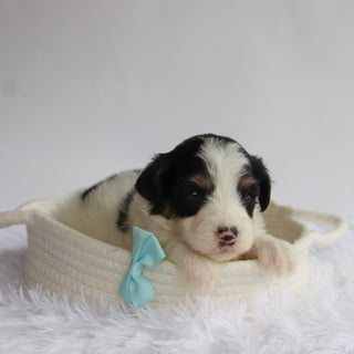 Travis - Available 9/24