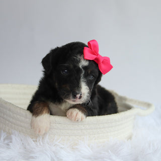 Goldie - Available 9/24