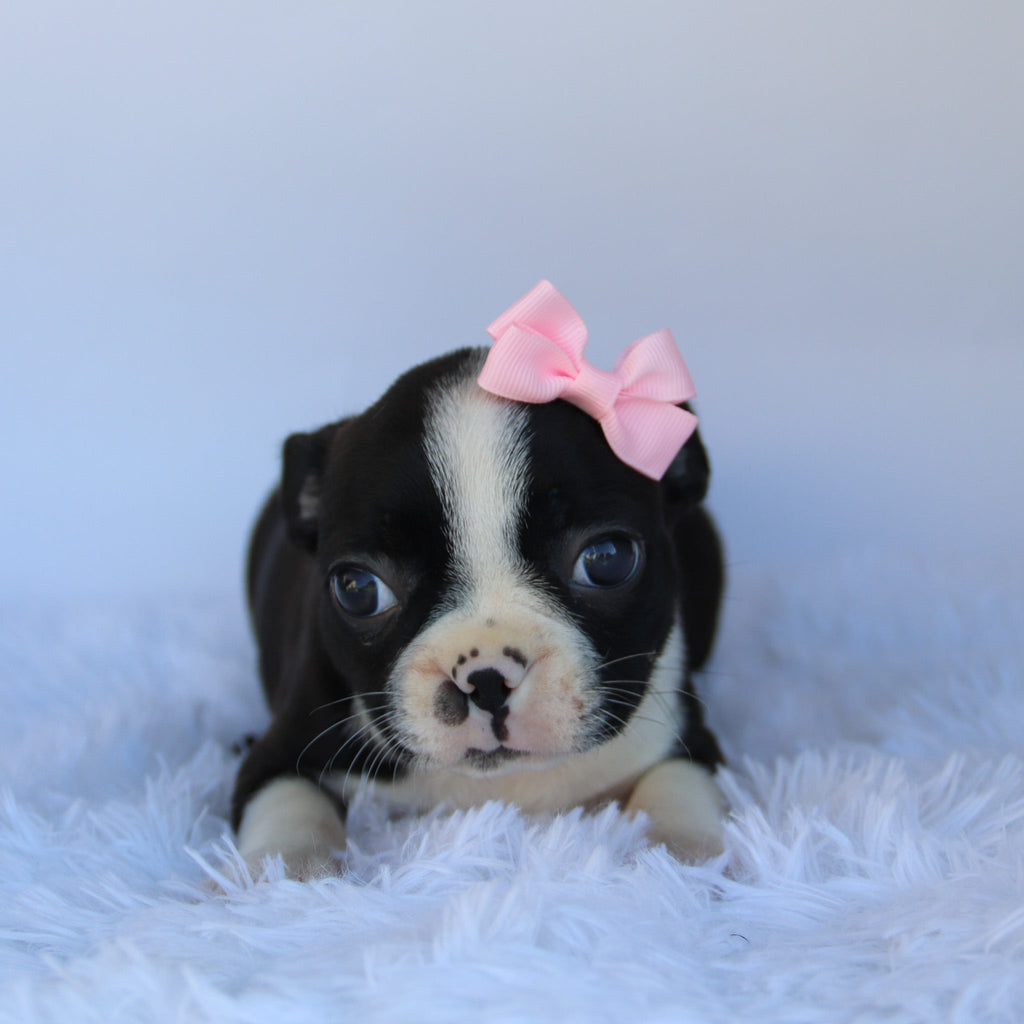 Claire - Available Now