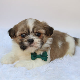 Jared - Available Now