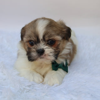 Jared - Available Now