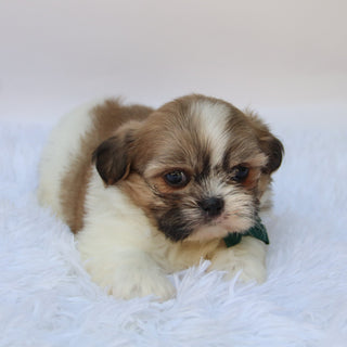 Jared - Available Now