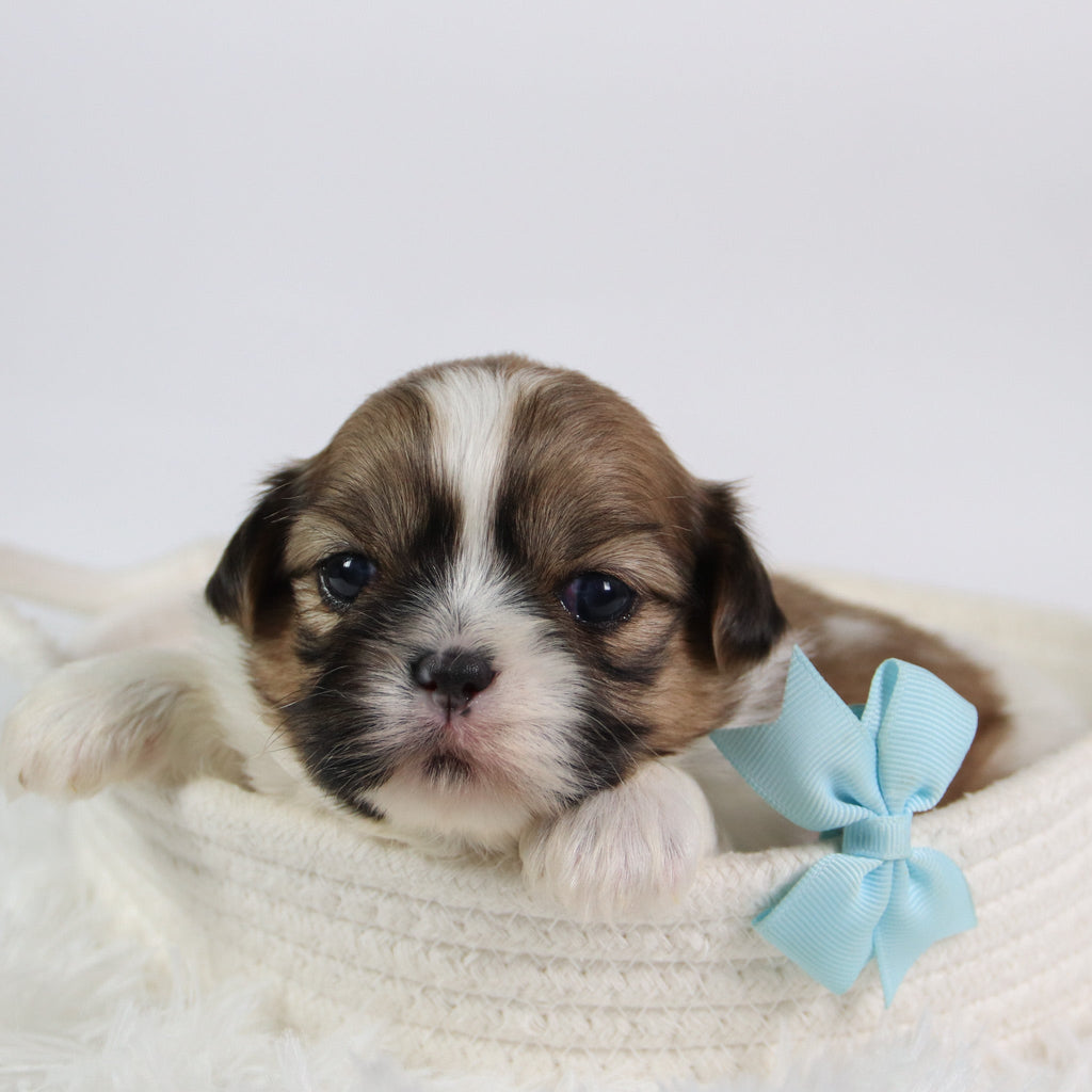 Jared - Available Now