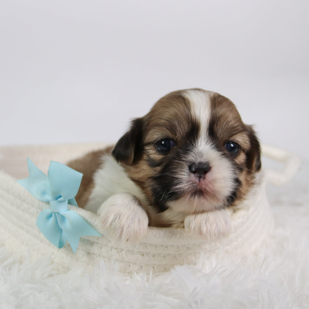 Jared - Available Now