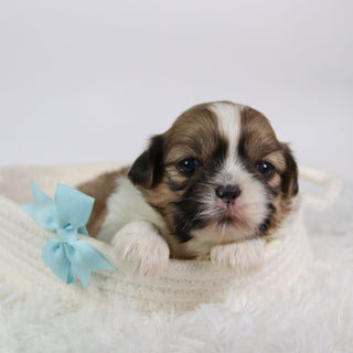 Jared - Available Now