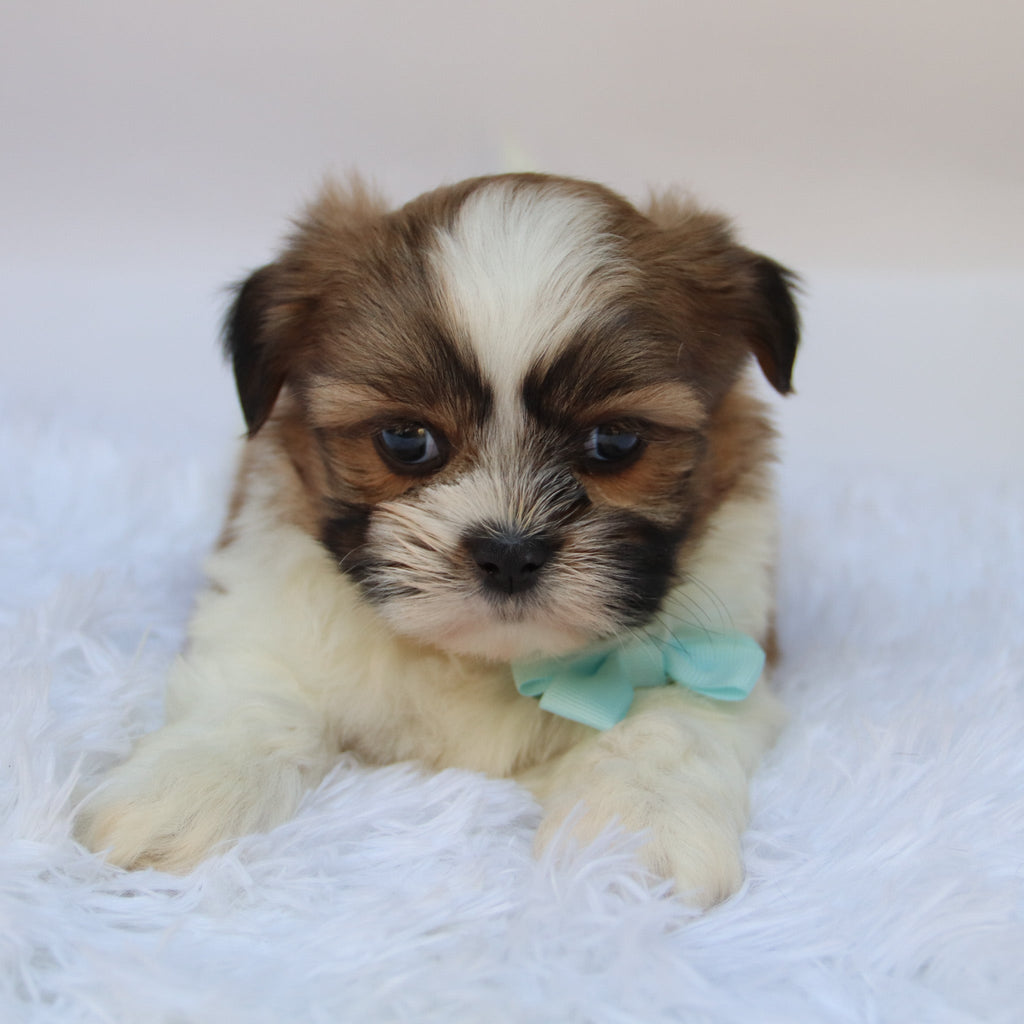 Ronnie - Available Now