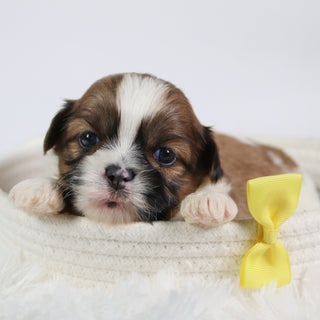 Ronnie - Available Now