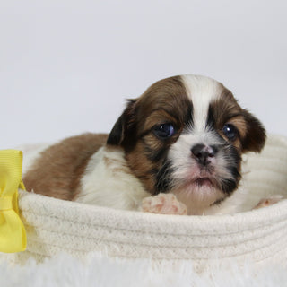 Ronnie - Available 10/7